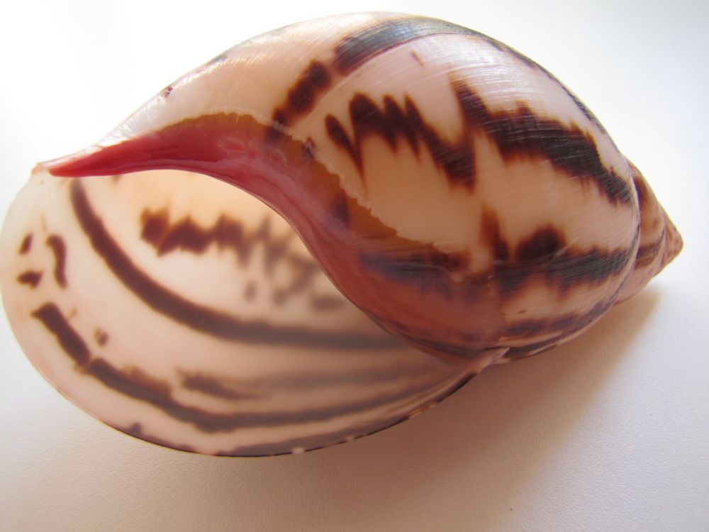 files/tl_filesOPO/Beitraege/Muschelmuseum Ochsenhausen/Achatina bayoli.JPG